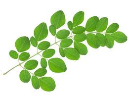 Bahkan kini, daun kelor banyak dikonsumsi. Ragam Khasiat Daun Kelor Informasi Sejarah Budaya Wisata Kebumen