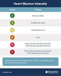 Walmart.com has been visited by 1m+ users in the past month What Does It Mean If My Pet Has A Heart Murmur Medvet