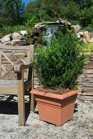 They reach a maintainable size of 4 feet by 4 feet and resemble a little green muffin. Buxus Microphylla Var Japonica Baby Gem Boxwood Cristina S Garden Center