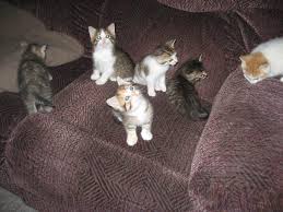 The cheapest offer starts at £3. Black Kittens For Sale Hamilton Novocom Top