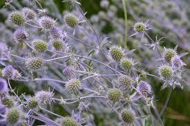 Diese Stauden Sollten Sie Im Herbst Nicht Schneiden Stauden Edeldistel Blumen Pflanzen