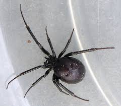 It's this reason alone the small 1% fatality rate from black in most cases, a spider bite can look like a dartboard. False Black Widow Facts Identification Pictures