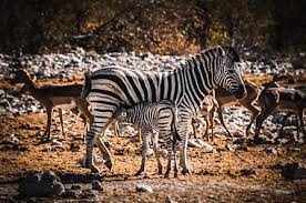 There is a healthy level of pressure to not only attend school. Zebras In Africa