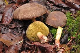 Image result for Xerocomellus diffractus