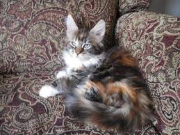What are you waiting for? Maine Coon Kittens For Sale For Sale In Deerfield New Hampshire Classified Americanlisted Com