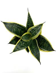 Image result for Habenaria laurentii