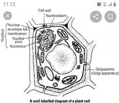 On this page, we will learn about what is a plant cell, definition, structure, model, labeled plant cell diagram, its cell organelles and the difference between plant cell and animal cell. Draw An Ultrastructure Of Plant Cell And Label It S Various Parts Brainly In