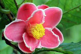 Image result for Theaceae