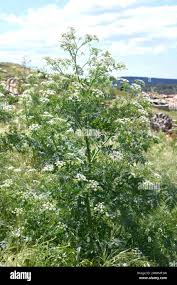 Image result for Conium