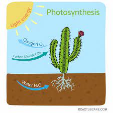 Cacti are well adapted for survival in the desert. How Cacti Perform Photosynthesis In A Different Way Cactuscare