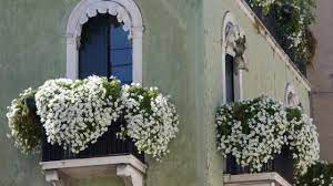 We did not find results for: Fiori Da Balcone Estivi Guida Ai Piu Bei Fiori Colorati Per L Estate Donnaclick