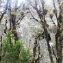 Juez ordena a la ANT abstenerse de adjudicar tierras huilenses a indígenas del Cauca