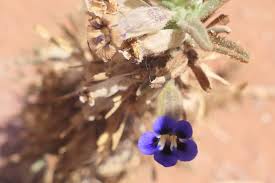 Image result for Aptosimum lineare