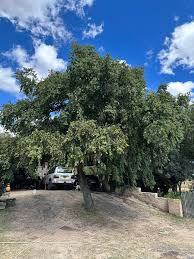 Image result for Faurea rochetiana