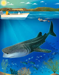 Close Encounter With a Whale Shark | Scuba Diving