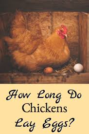 We did not find results for: How Long Chickens Lay Eggs