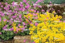 Image result for Aurinia