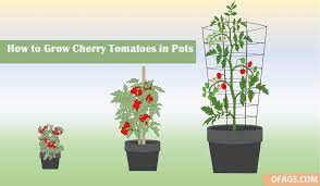 Lots of tasty, versatile cherry tomatoes grow on an attractive deep green, husky plant. 14 Tips For Growing Cherry Tomatoes In Pots Bush Or Vine Ofags