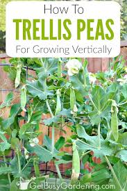 First of all, make sure. How To Trellis Peas In Your Garden Easy Guide Get Busy Gardening