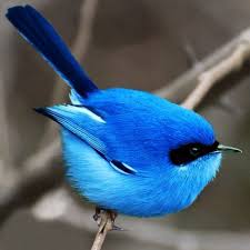 Color Story Blue Http Www Outdoormountainspirit Com Color Story Blue Omstrendreport Outdoormtnspirit Pet Birds Pretty Birds Beautiful Birds