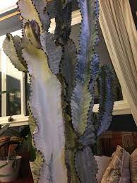 There are a number of different tree diseases that can affect the circulatory system of your tree, plugging up the vascular. Why Is My Cactus Turning Brown Quora
