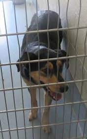 Many tasks of our animal control is, but not limited to. 140 2018 Adoptables In Ohio Kill Shelters Ideas Adoption Dogs Dog Adoption