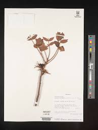 Image result for Lannea schimperi