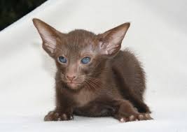 Cats for sale for sale in new zealand. Oriental Shorthair For Sale In The City Of Lviv Ukraine Price 200 Announcement 278