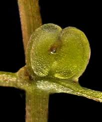 Image result for Callitriche