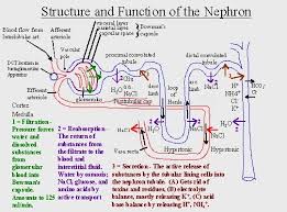 Net Filtration Pressure Nephron Chart Google Search