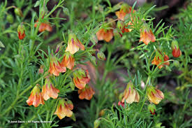 Image result for Hermannia eenii