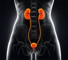 Maybe you would like to learn more about one of these? Blasenentzundungen Zwei Von Drei Frauen Werden Ohne Antibiotikum Gesund