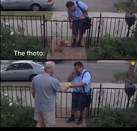 For five years, a dog greeted the mailman with his tennis ball, until ... |  dogs | TikTok
