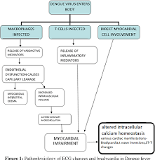 Dengue fever & what you need to know, including pathophysiology, symptoms, diagnosis & treatment. Pdf Dengue With Bradycardia Clinical Predictors And Prognostic Significance Semantic Scholar