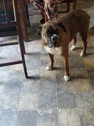 Does a picture of my boxer/pit mix count