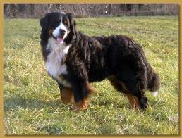 This is why no good bernese mountain dog breeder would want to sell their puppy to a random person looking for an impressive christmas gift for their kid/family member. Vert Monts Bernese Mountain Dogs Bernese Mountain Dog Breeder Vermont Usa