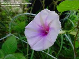 Image result for Ipomoea turbinata