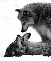 Wolves In Love Wolf Love Beautiful Wolves Animals Beautiful