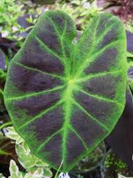 The elephant ear can be grown in a middle area of the pond or on the edge and only partially submerged. Imperial Taro Pond Plant