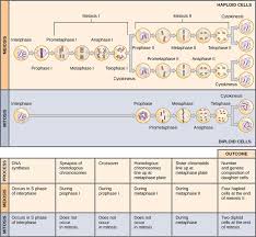 Interactive versions of the tasks and answers included. The Process Of Meiosis Boundless Biology