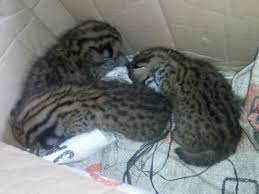 Menemukan anak kucing hutan lucu yang malang/ predator bermuka lucu dan ular macan jumbo/macan akar. Warga Serahkan Tiga Ekor Bayi Kucing Hutan Ke Bksda Agam Skanaa