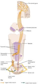 Corticospinal Tract Wikipedia