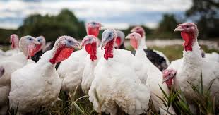 Yet for the traditional immigration countries like hongkong the biggest average body height for males is 1.84 m in the netherlands, the smallest women with just 1.51 m can be found in guatemala. Single Stage Incubation Has Big Advantages For Turkeys The Poultry Site