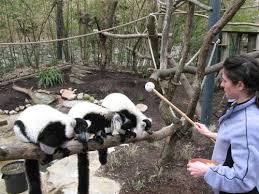 Jan 19, 2020 · we discuss a handful of the wildlife careers that do not require a degree below. So You Want To Be A Zookeeper Saint Louis Zoo