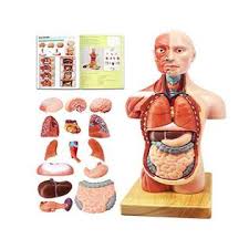 The torso or trunk is an anatomical term for the central part, or core, of many animal bodies (including humans) from which extend the neck and limbs. Evotech Scientific Evotech Human Body Model For Kids 15 Pcs 11 Inch High Human Torso Anatomy Model With Heart Head Brain Skeleton Model Ages