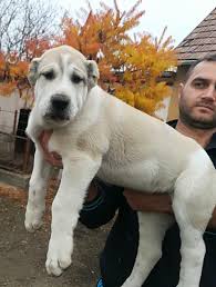 Alabai dog boy dog big dog breeds rare dog breeds huge dogs giant dogs le plus grand chien kangal dog shepherd dog. Central Asia Shephered Alabai Puppies For Sale In London Expired Friday Ad