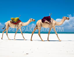Two female bactrian camels both 3.5 years old easy to handle, they have been used for nativity scenes and other displays. Pets Pakistan Pets For Sale In Pakistan Animals For Sale In Pakistan Parrots For Sale In Pakistan Dogs For Sale In Pakistan Cats For Sale In Pakistan Finches For