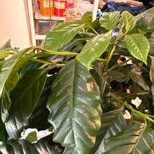 Image result for Coffea salvatrix