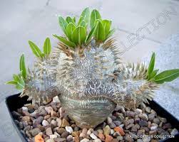 Image result for Pachypodium