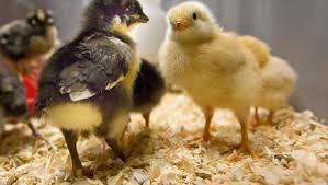 Read about symptoms and treatment of this common form of food poisoning, find out if salmonella is. Salmonella Outbreak Linked To Backyard Chickens What To Know